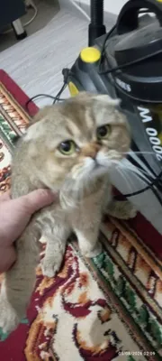 Породистый кот 1