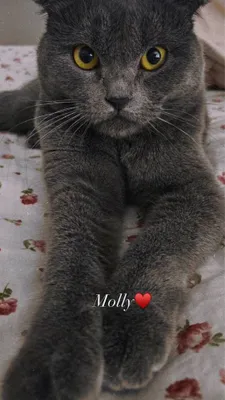 Котёнок шотландской вислоухой породы 1
