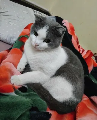 Очень умная кошка