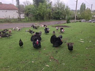 Kurkalar sotiladi 1