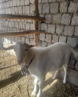 Yosh taka 9 oylik sotiladi 1