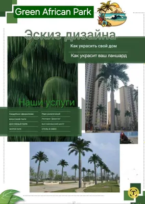 Палма дарахтлар Декоратциси 1