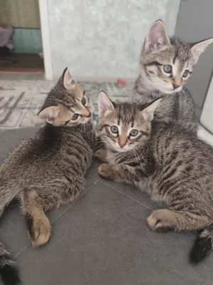 mushukchala hadyaga 2oylik lotok biladi 1