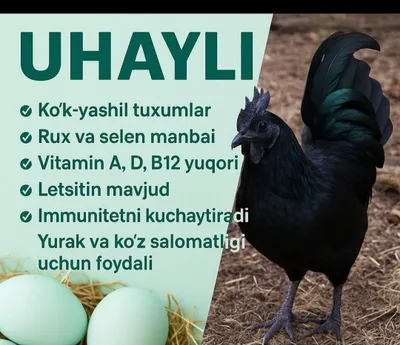 Продаются петушки цыплята ухалайнь 1