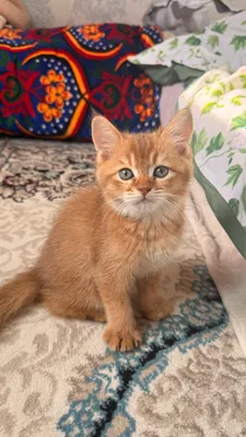 Породистый котенок 1