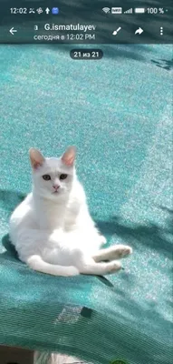 Продаются котята 1