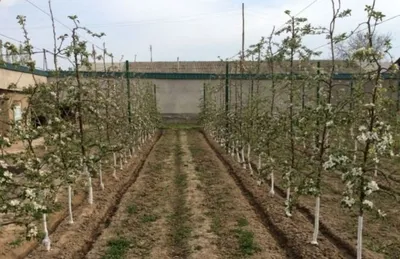 Toshkent shahar bo'ylab daraxt kesish abreska qilish xizmati 1