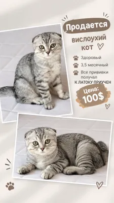 100$ ga mushuk sotiladi
