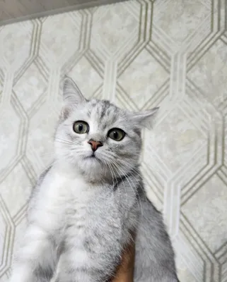 Кошка белая шыншила