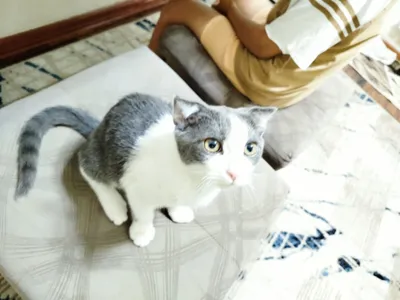 Скотиш фолд 5ойлик сотилади 1