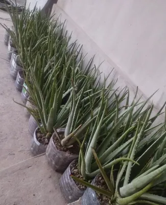 Aloe vera bor.kere bosa bemalol 1