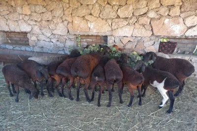 Qochqor sotiladi 1