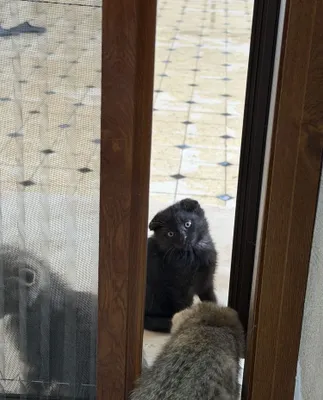 Продается котёнок скотиш 1