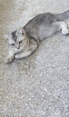 Котенок серебристый короткошерстый шиншила. 1