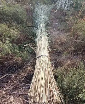 Qamish bogʻ oʻrib beramiz Lombazga