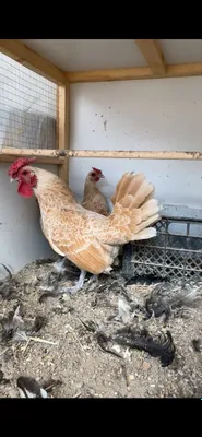 Sibrayt shamua sotiladi 1+2 1