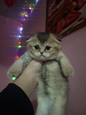 Продаётся котёнок золотистой шиншиллы фолд! 1