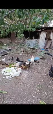 Товук ва жужалар сотилади