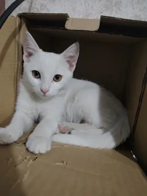 отдам котенка в добрые руки.