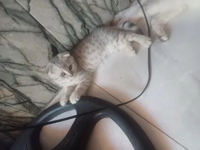котята продаются вислоухие. 1