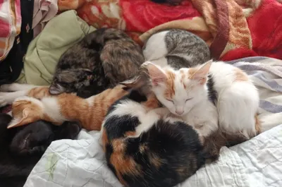 Кошки хорошие в добрые руки