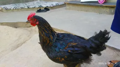 xorozlar sotiladi 2ta yaxshi chiroyli 1