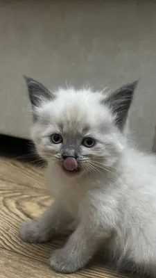 Продаются котята скоттиш страйт 1