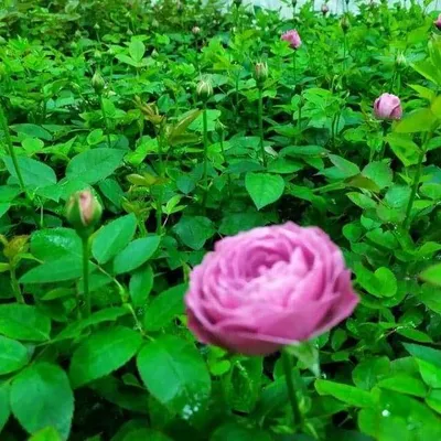 Atirgul yetishtirish uchun agrovata 1