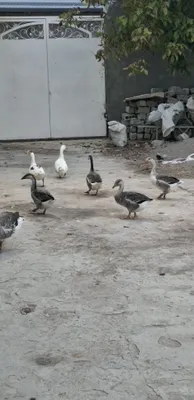 Gʻozlar sotiladi 1