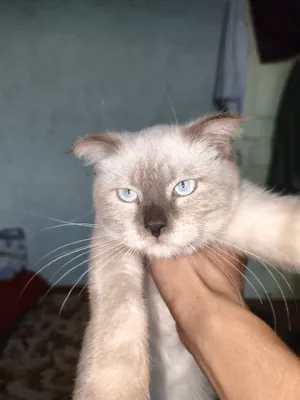 сиямская кошка