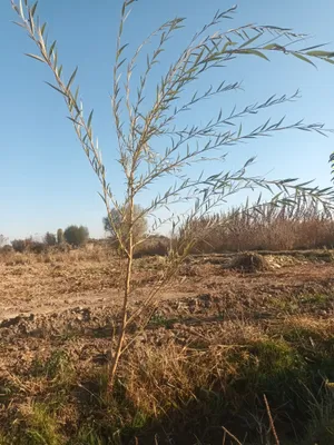 Мажнунтол кучатлари сотилади 1