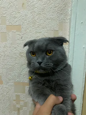Продаётся шотландский вислоухий кот, дёшево, срочно
