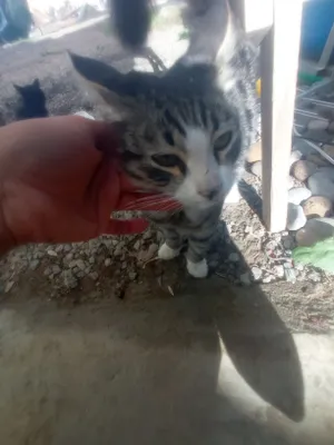 Котёнок 1