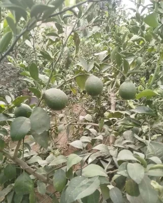 Limon kilosi 30 mingdan
