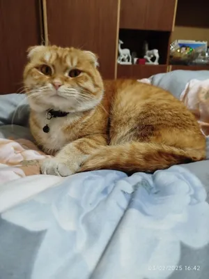 Braziliyaning eng seksual dumbasi