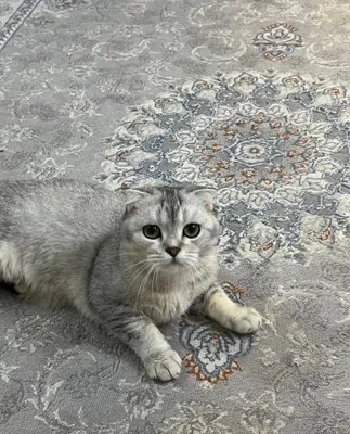 Скотиш фолд тоза мушук ишончли 1