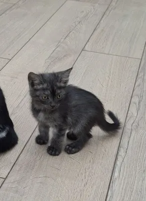 1,5 oylik mushukcha, erkak 1