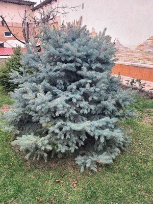 Голубая ель (Picea pungens) 1