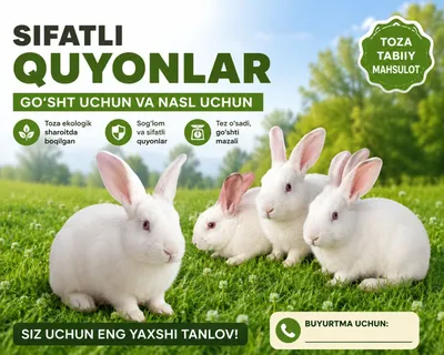 Quyon bolachalari 1