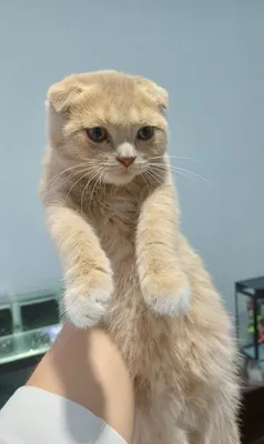 (кремовый) котёнок породы шотландская вислоухая (шотландский фолд). 1