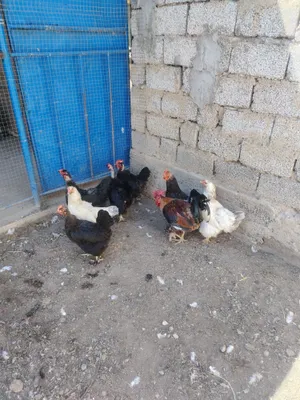 Tovuqlar damashni 1