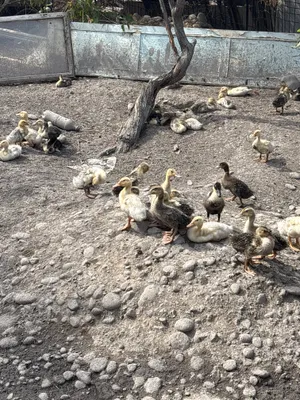 3 haftalik Pekin o‘rdakchalari 1