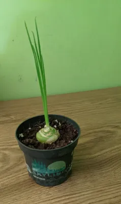 Продам альбуку растение