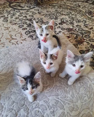 Mushuk bolalari bepul 1