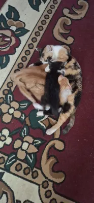 Отдам котят 1