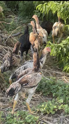 Продаются даканские куры, цыплята