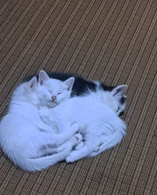 Отдам котят в хорошие руки:белые-мальчики 1