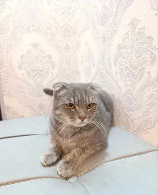 Мушук сотилади . 1 ёш. 1