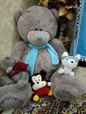 teddy ayiq sotiladi