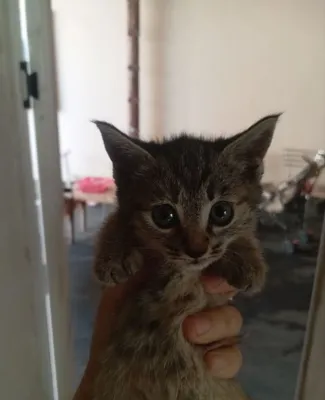 Котёнок отдам даром 1